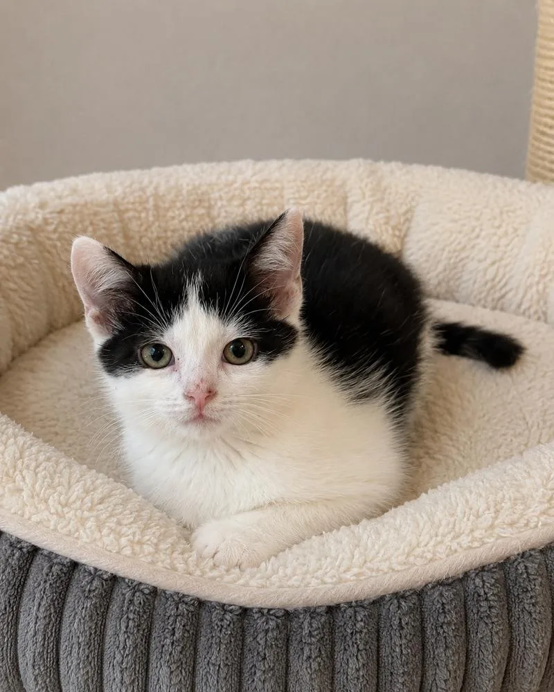 A baby small-sized female Black & White / Tuxedo Domestic Short Hair cat named Earth for adoption in Homer Glen, IL