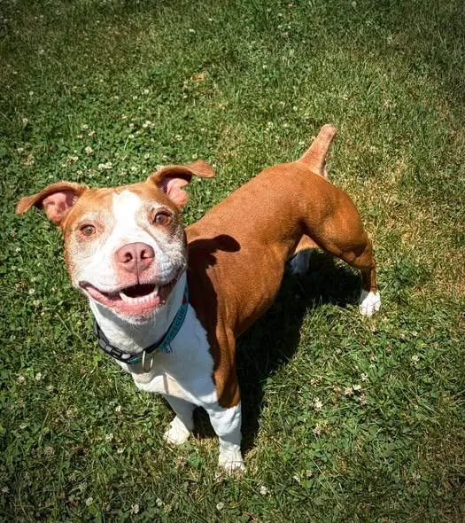 A senior large-sized male Pit Bull Terrier dog named Wonder for adoption in Greensburg, IN