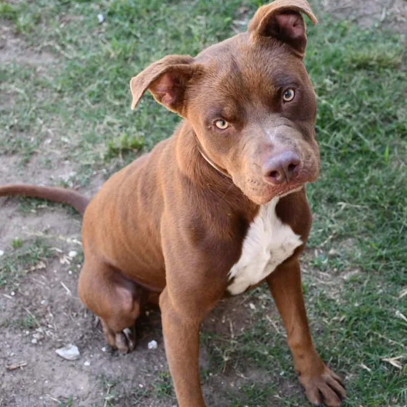 A young medium-sized male Brown / Chocolate Pit Bull Terrier dog named Oso for adoption in Austin, TX