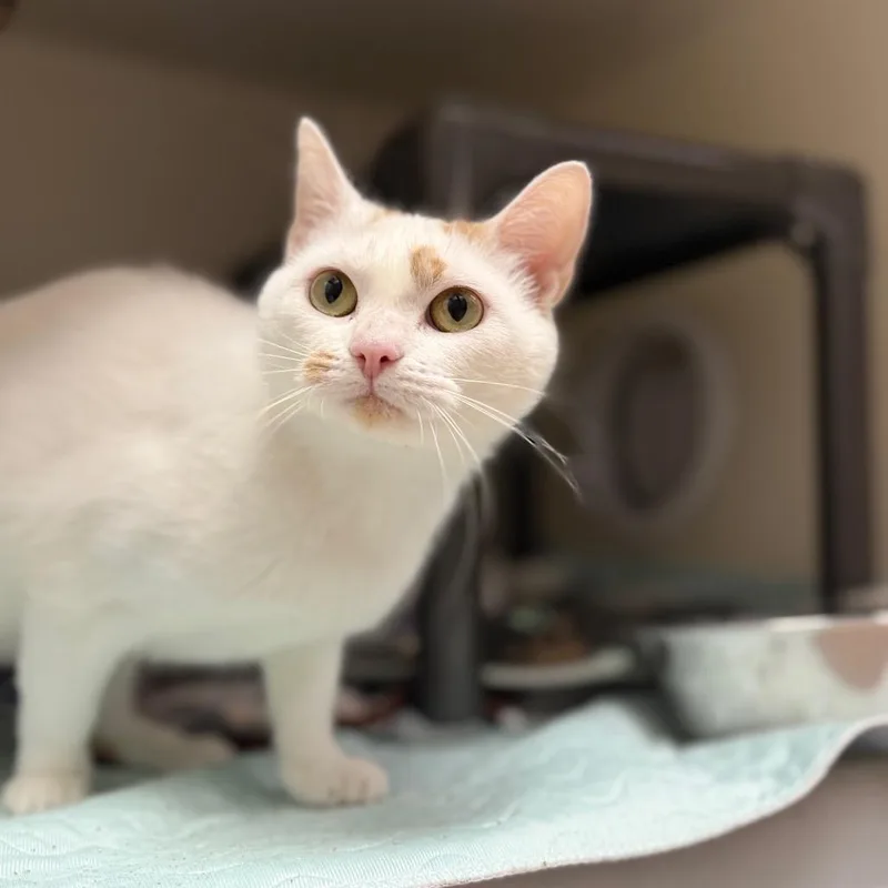 An adult small-sized female White Domestic Short Hair cat named Carol for adoption in Caryville, TN