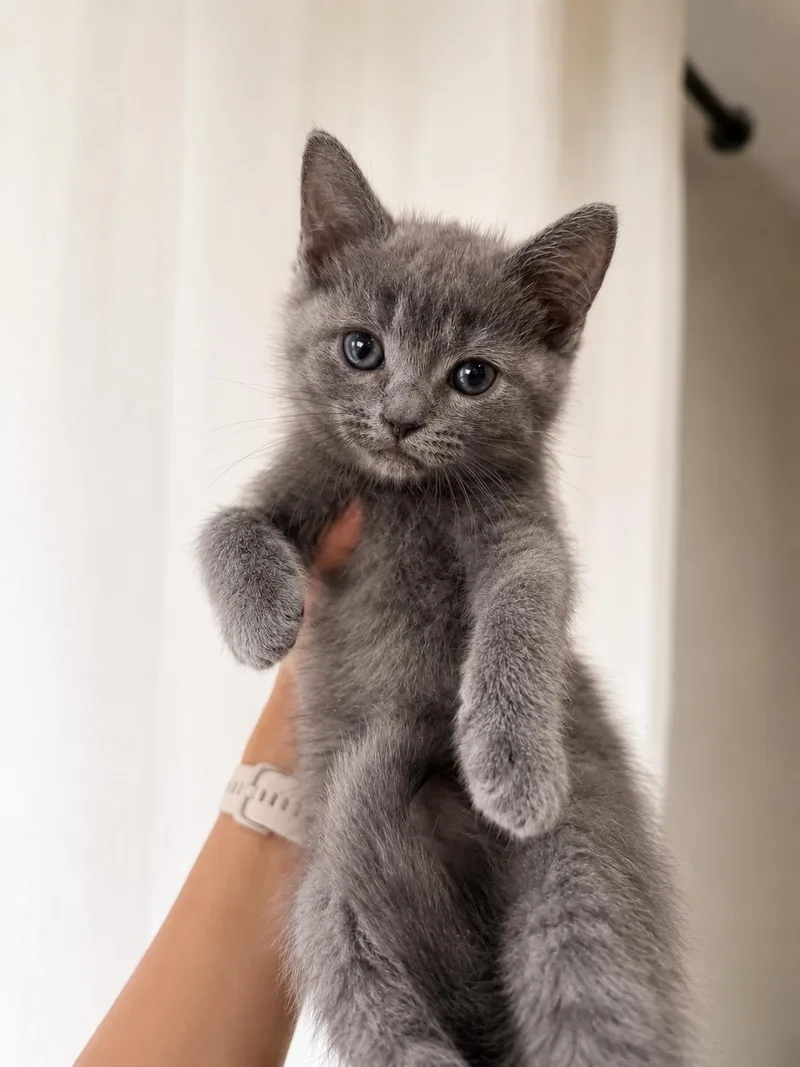 A baby medium-sized female Gray / Blue / Silver Russian Blue cat named Teriyaki for adoption in Columbus, OH