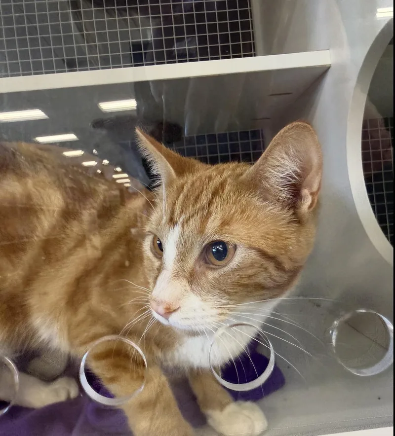 An adult medium-sized male Orange & White Domestic Short Hair cat named Freddie for adoption in Oceanside, CA