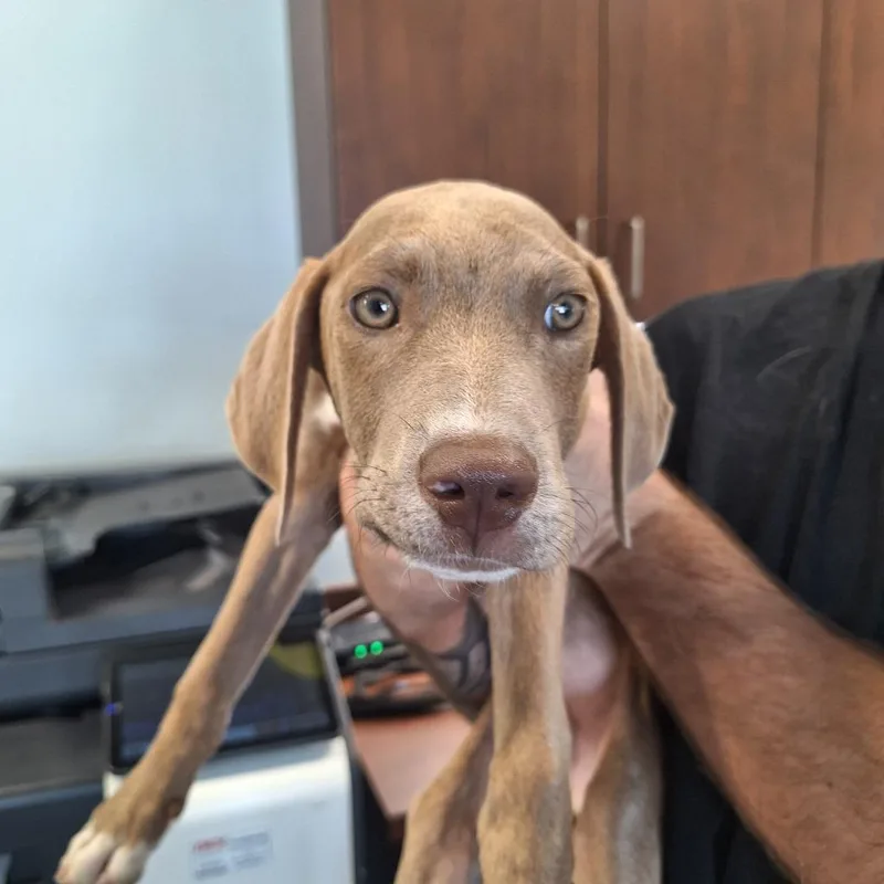 A baby small-sized male Weimaraner dog named Jerry for adoption in Gautier, MS