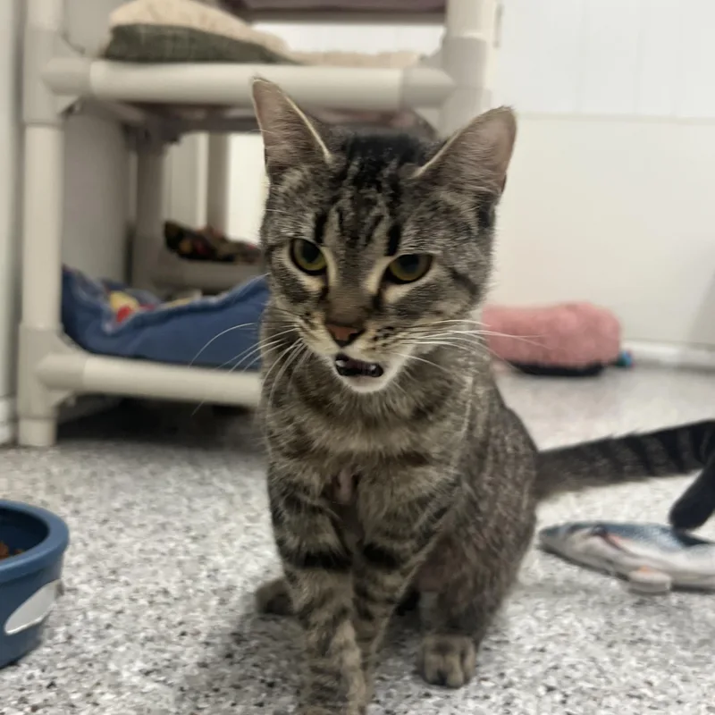 An adult medium-sized female Domestic Short Hair cat named Marigold for adoption in Mount Pleasant, MI