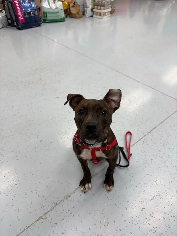 A young small-sized female Pit Bull Terrier dog named Betsy for adoption in Skillman, NJ