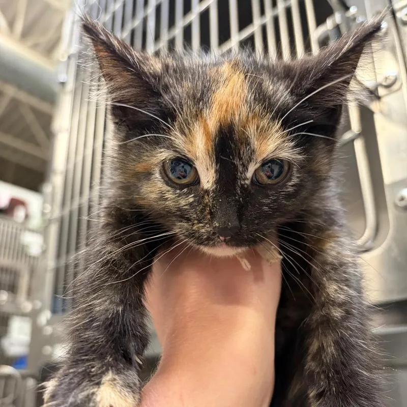 A baby small-sized female Black Domestic Short Hair cat named Margaret for adoption in Mentor, OH
