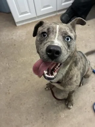 A young medium-sized male Mixed Breed dog named Little Foot for adoption in Bloomsburg, PA