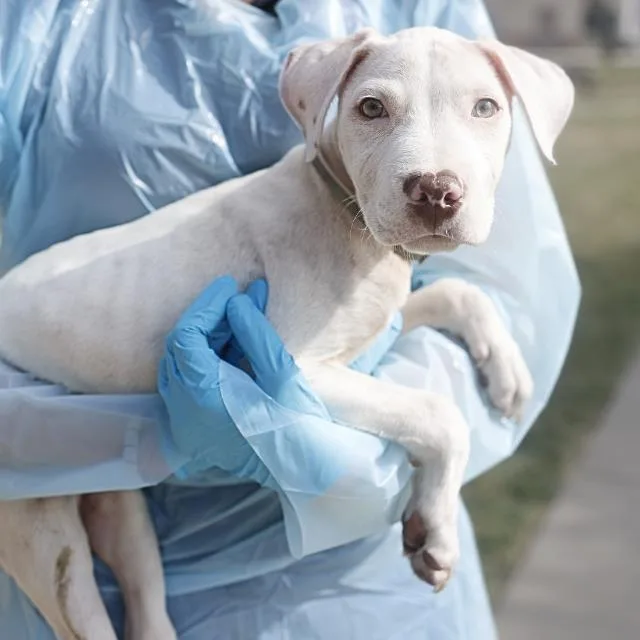 A baby medium-sized male American Staffordshire Terrier dog named Sterling for adoption in San Antonio, TX