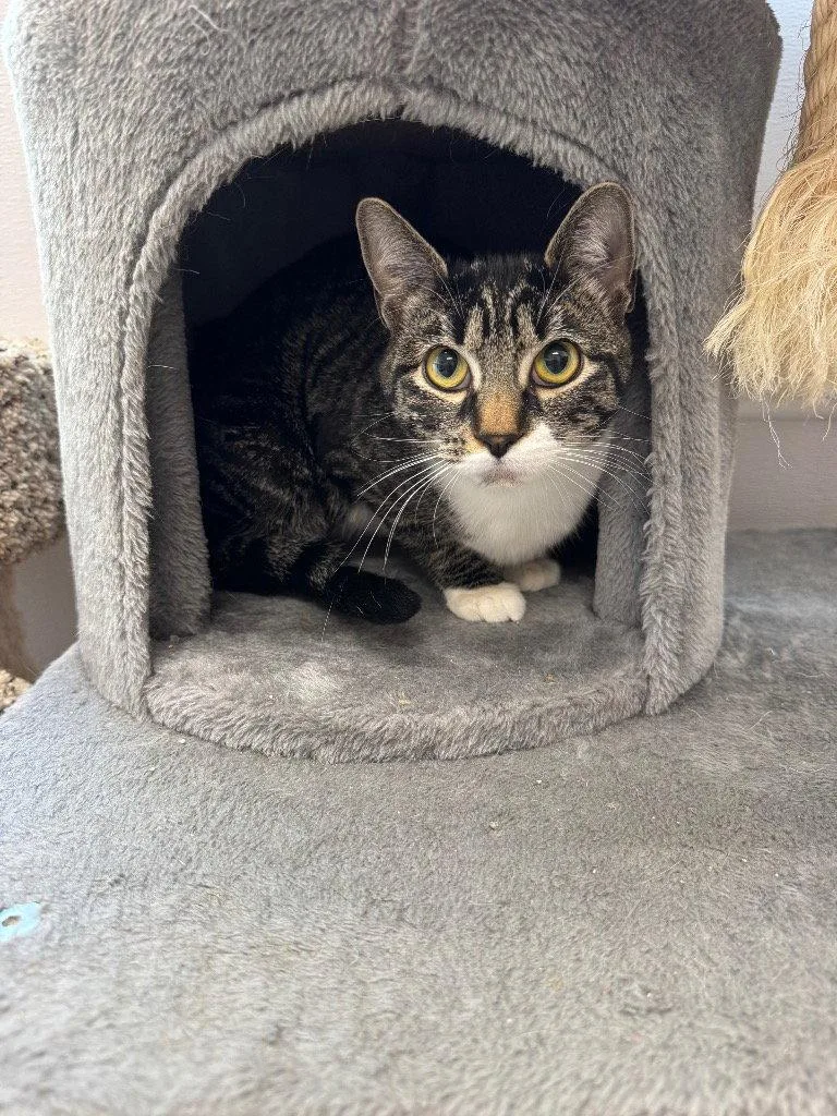 A young medium-sized female Tabby cat named Honey for adoption in Emmett, ID