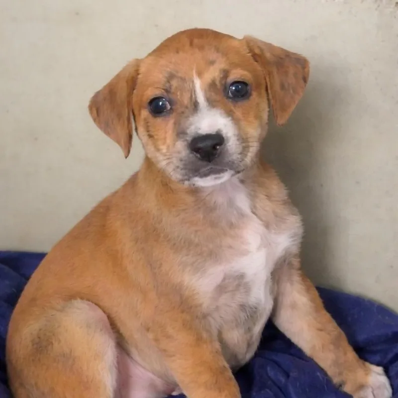 A baby medium-sized female Brindle Retriever dog named Blossom for adoption in Quakertown, PA