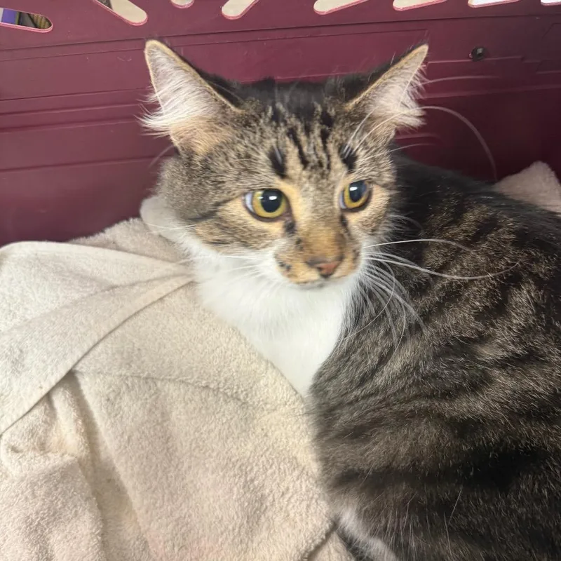 An adult medium-sized female Domestic Short Hair cat named Topaz for adoption in Troy, VA