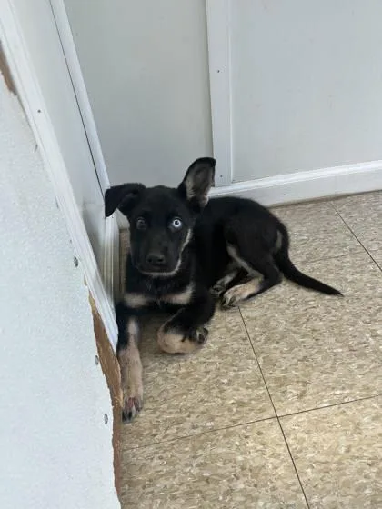 An adult large-sized female German Shepherd Dog dog named Indie for adoption in St. Anne, IL