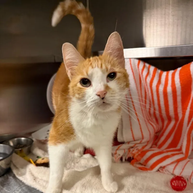 A senior large-sized male Orange / Red Domestic Short Hair cat named Cheeto for adoption in Pittsburgh, PA