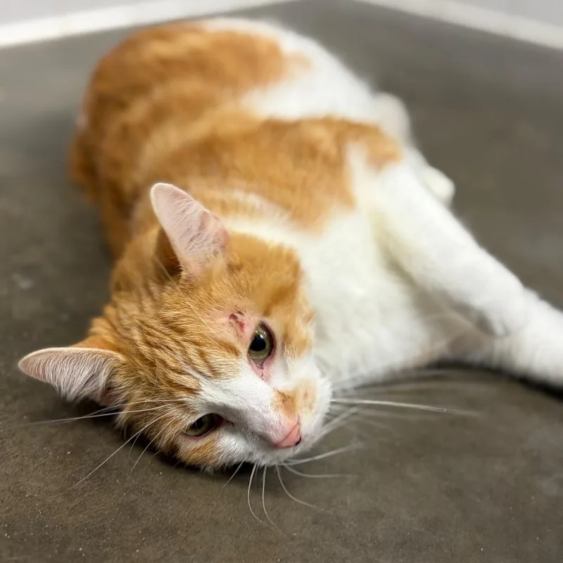 Cheeto thumbnail 2