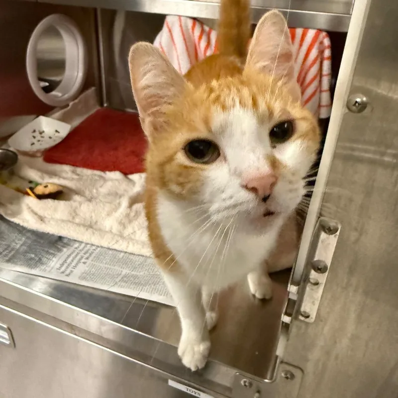 Cheeto thumbnail 3