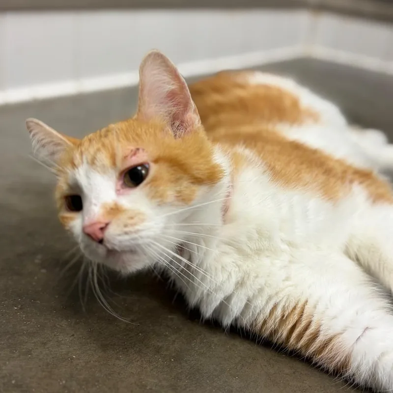 Cheeto thumbnail 4