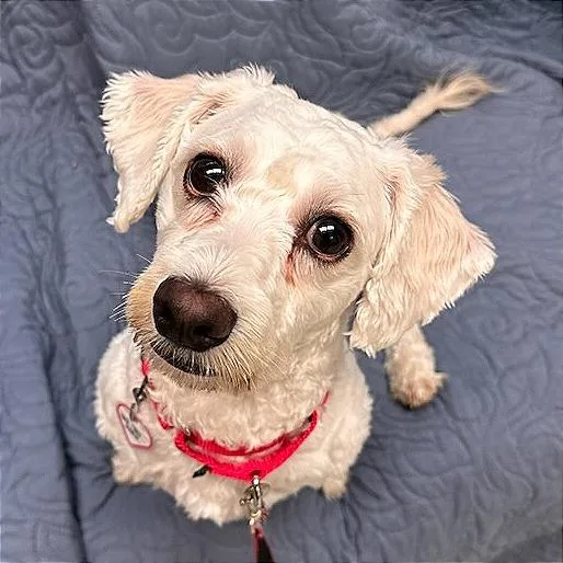 An adult small-sized female White / Cream Bichon Frise dog named Stormi for adoption in Springfield, MA