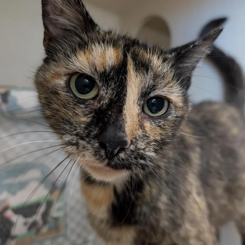 An adult medium-sized female Tortoiseshell Domestic Short Hair cat named Crocus for adoption in Tacoma, WA