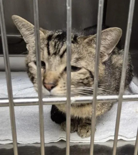 A young small-sized male Domestic Short Hair cat named Wiley for adoption in Decatur, IL