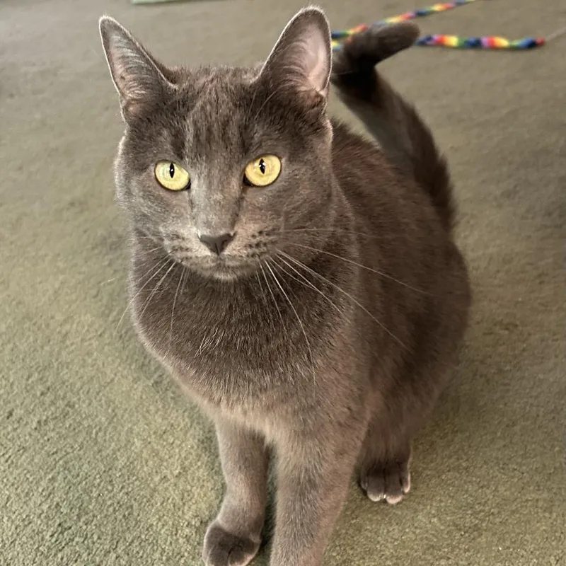 Superstar Mars thumbnail 4