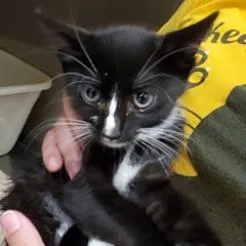 An adult extra large-sized female Black Domestic Short Hair cat named Angel for adoption in Titusville, FL