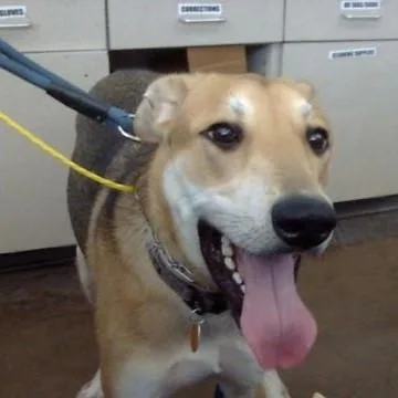 A young large-sized male Mixed Breed dog named Meimei for adoption in Dallas, TX