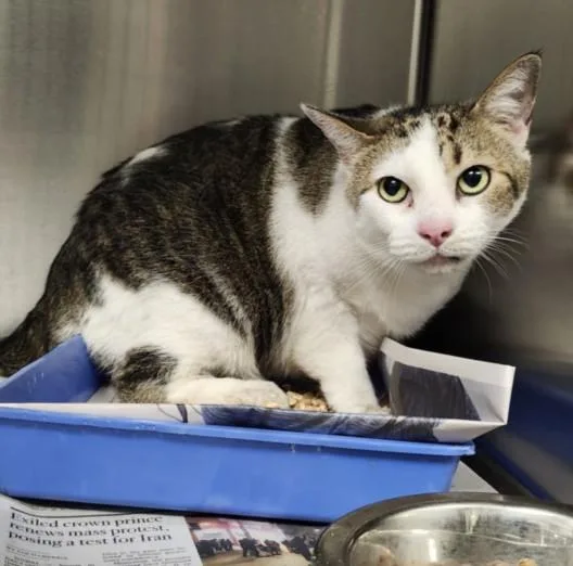 An adult medium-sized female Domestic Short Hair cat named Loki for adoption in Los Angeles, CA