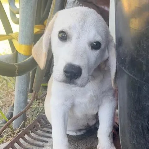 A baby medium-sized male White / Cream Labrador Retriever dog named Coconut Butters for adoption in Houston, TX