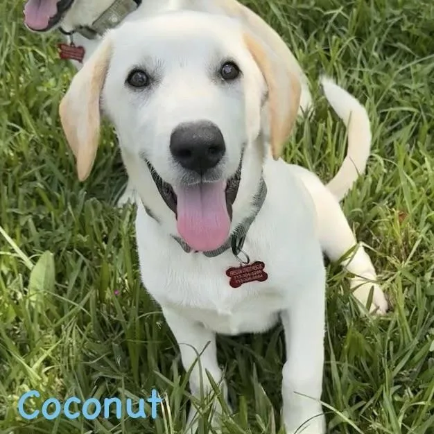 Coconut  Butters  thumbnail 3
