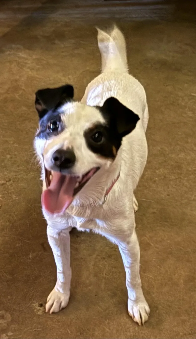 A young small-sized male Black Jack Russell Terrier dog named Bud for adoption in Leesburg, GA