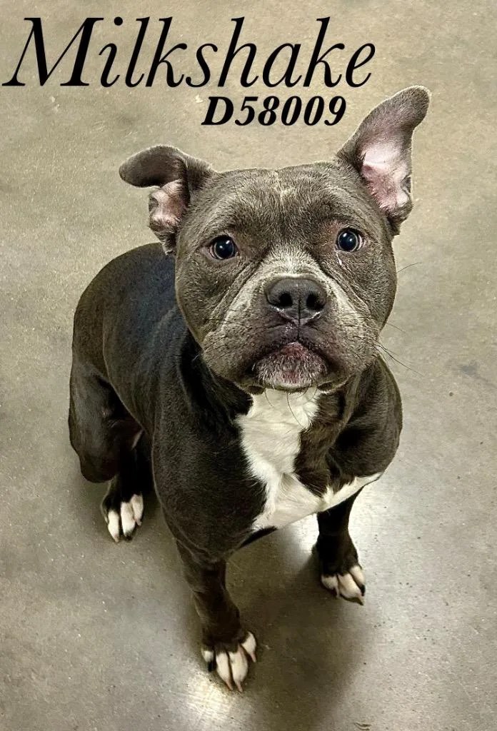 An adult medium-sized male Pit Bull Terrier dog named Milkshake for adoption in Clarksville, TN