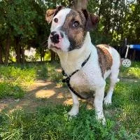 An adult medium-sized male Basset Hound dog named Harvey for adoption in Monticello, NY