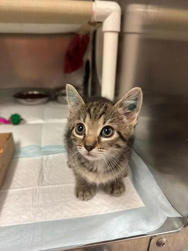 A young small-sized female Tabby (Brown / Chocolate) Domestic Short Hair cat named Tina for adoption in Cincinnati, OH
