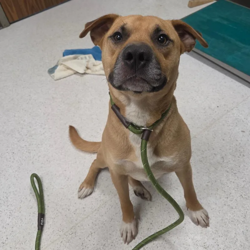 An adult medium-sized male Yellow / Tan / Blond / Fawn Mixed Breed dog named Christopher Robin for adoption in Binghamton, NY