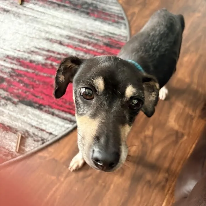 A senior small-sized male Brown / Chocolate Rat Terrier dog named Caraxes for adoption in Orlando, FL