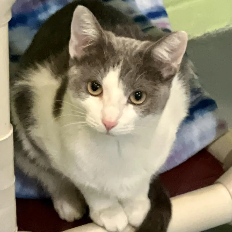 An adult medium-sized female Domestic Short Hair cat named Blossom for adoption in South Bend, IN