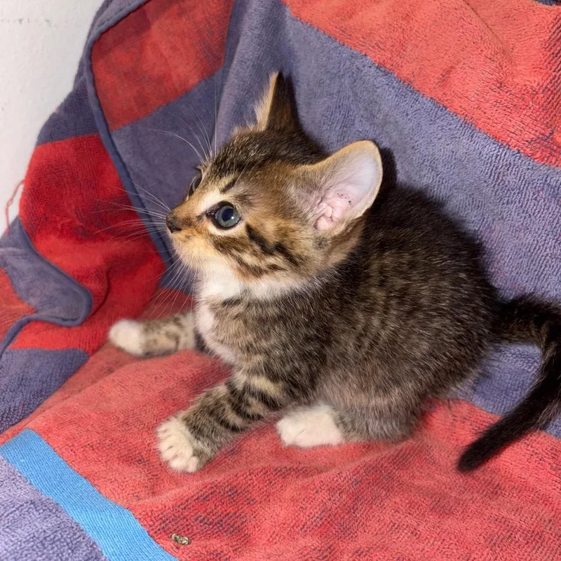 A baby medium-sized male Domestic Short Hair cat named Dunn for adoption in Crookston, MN