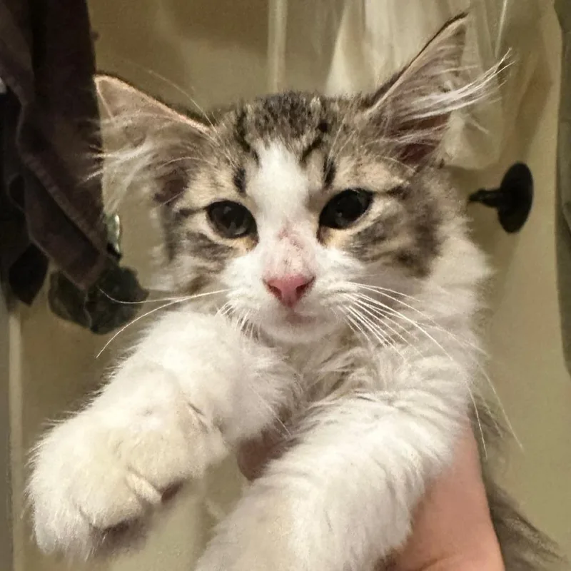 A baby small-sized male Brown / Chocolate Domestic Medium Hair cat named Limm C for adoption in Princeton, MN