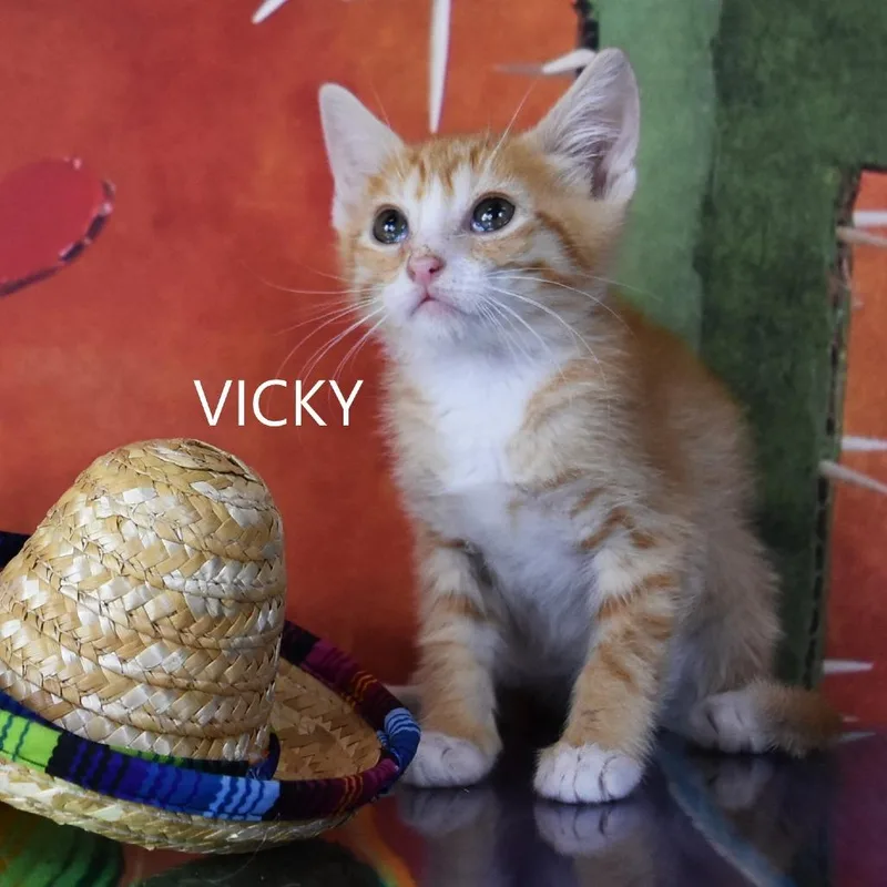 Vicky