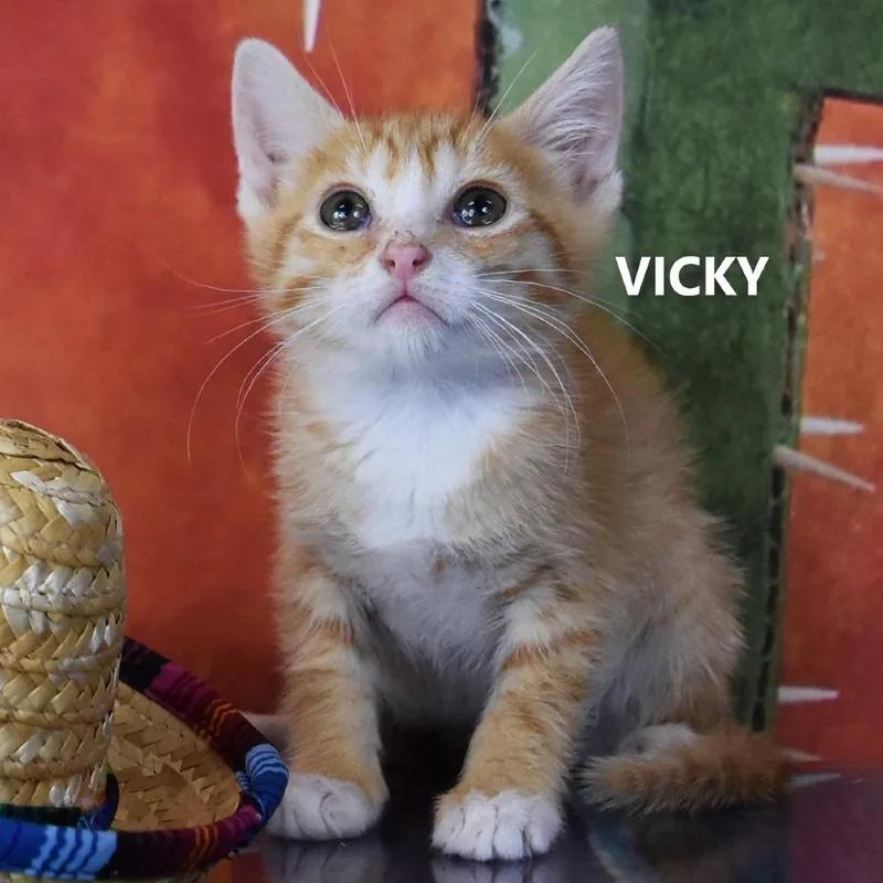 Vicky thumbnail 2