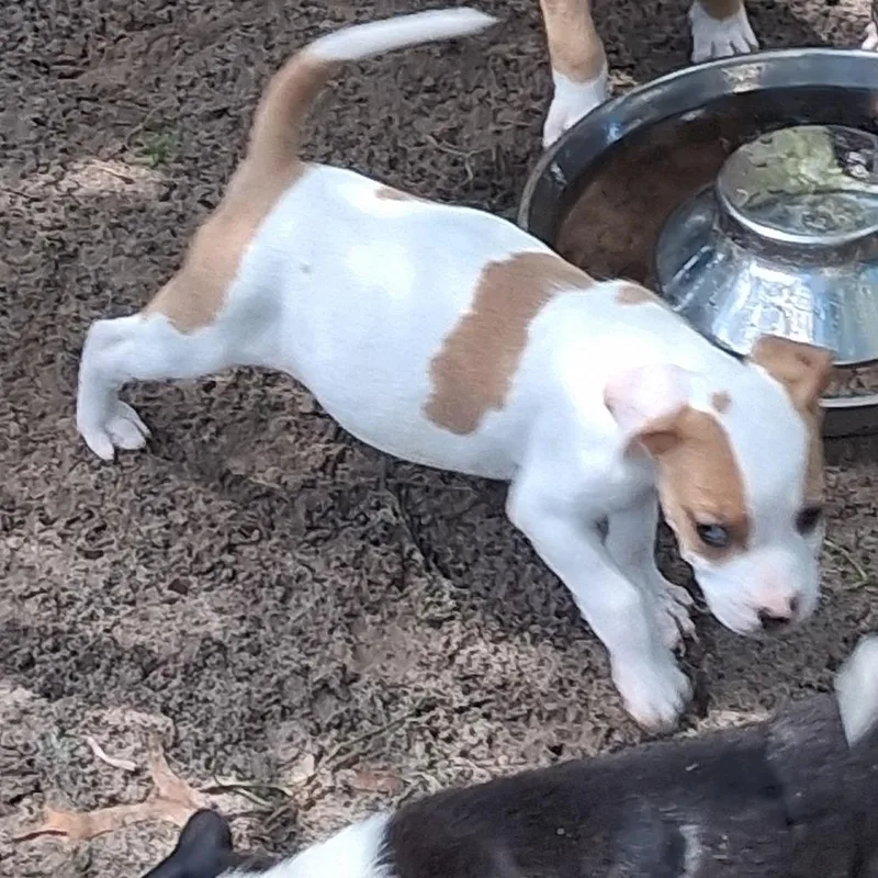 A baby small-sized male Mixed Breed dog named Floyd for adoption in Morriston, FL