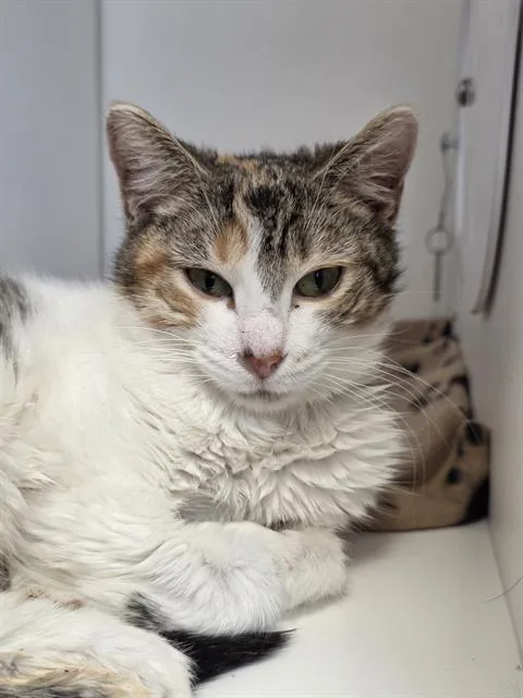 A young medium-sized female Domestic Short Hair cat named Luna for adoption in Indianapolis, IN