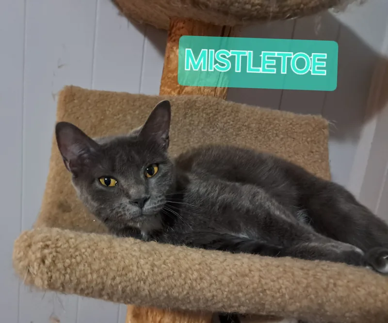 Mistletoe thumbnail 2