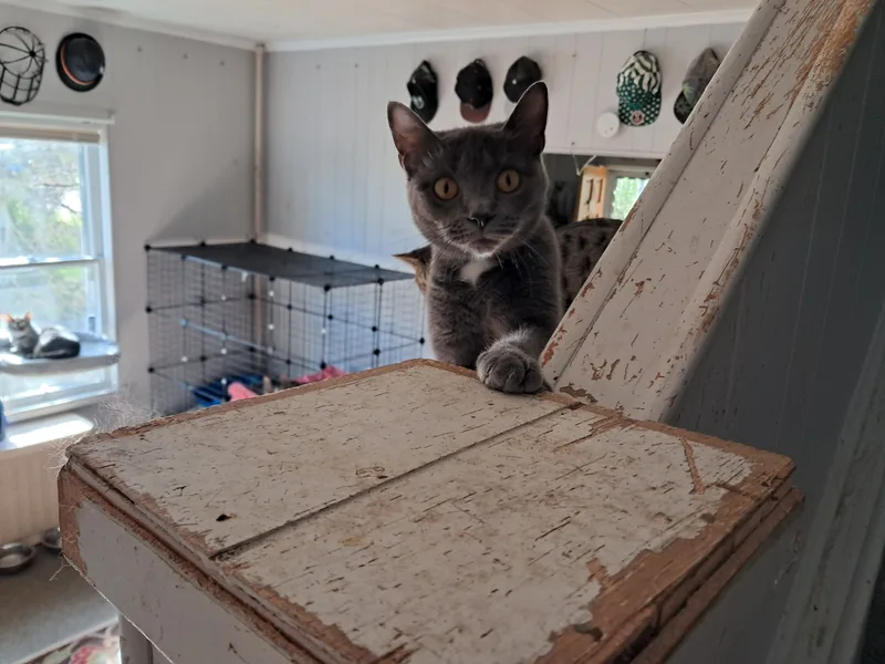 Mistletoe thumbnail 3