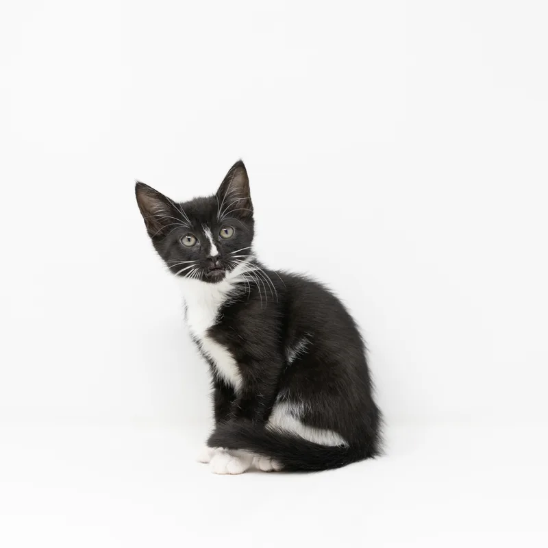 A baby medium-sized female Black & White / Tuxedo Tuxedo cat named Nyx for adoption in Trophy Club, TX