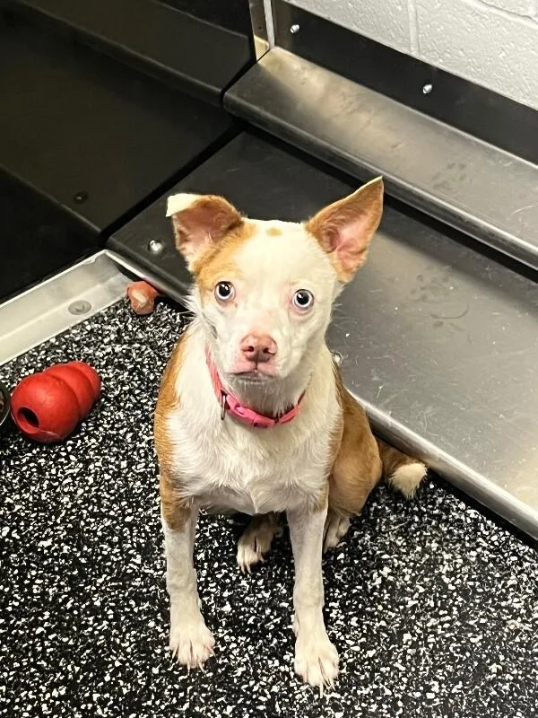 Roo