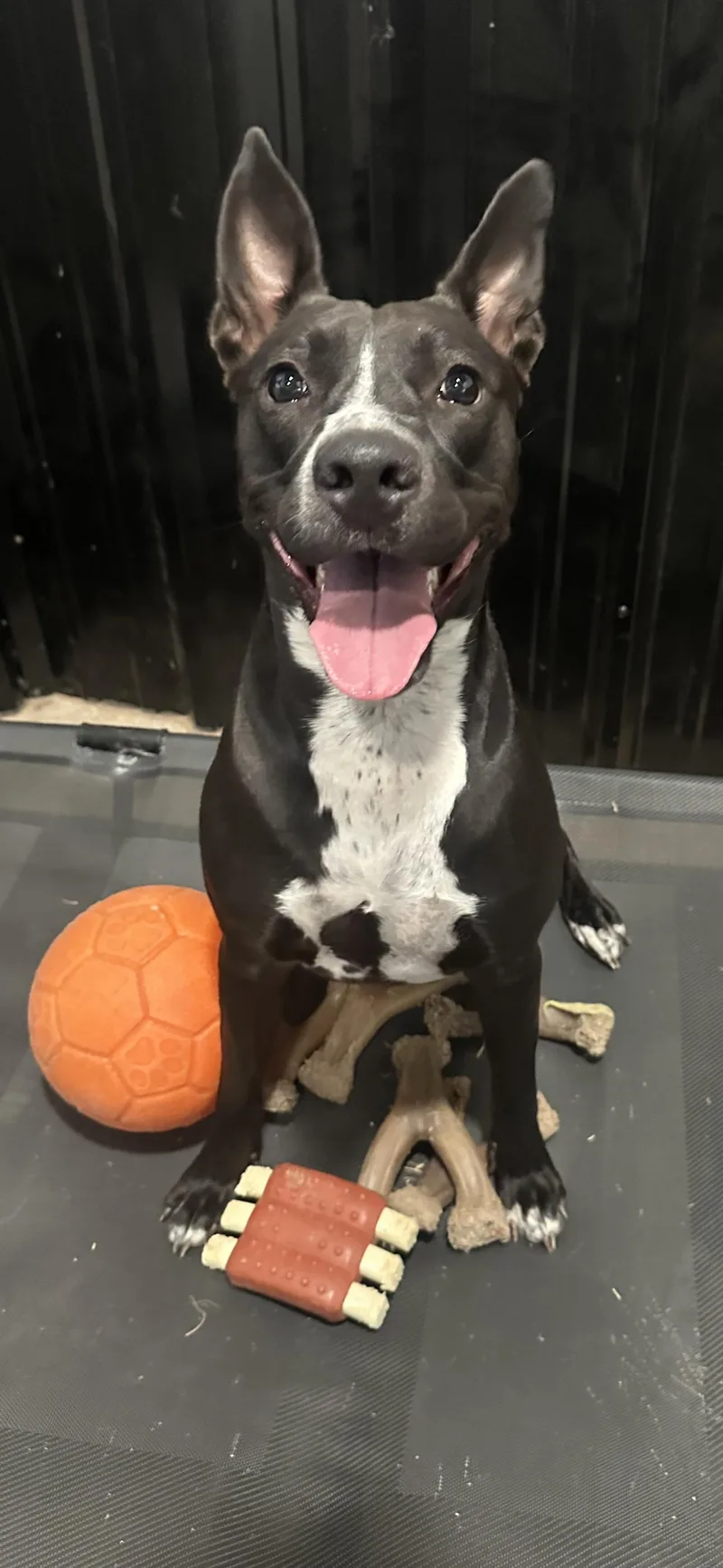An adult medium-sized female Black American Staffordshire Terrier dog named Bella for adoption in Celina, TX