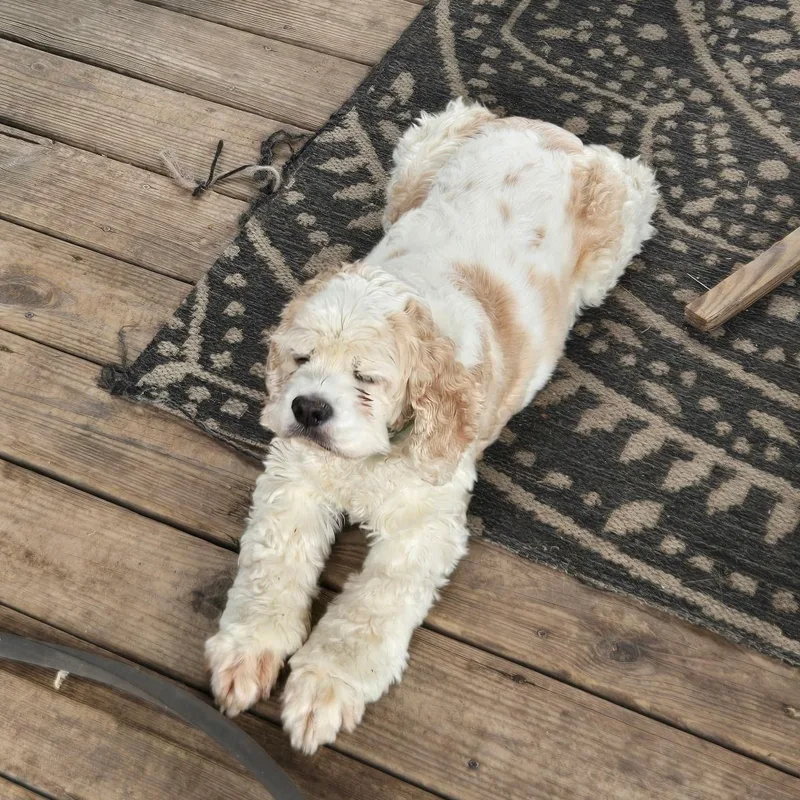 A senior small-sized female White / Cream Cocker Spaniel dog named Buffy for adoption in Grove, OK