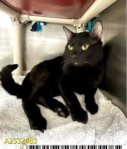 A young large-sized male Domestic Short Hair cat named Sable for adoption in West Palm Beach, FL