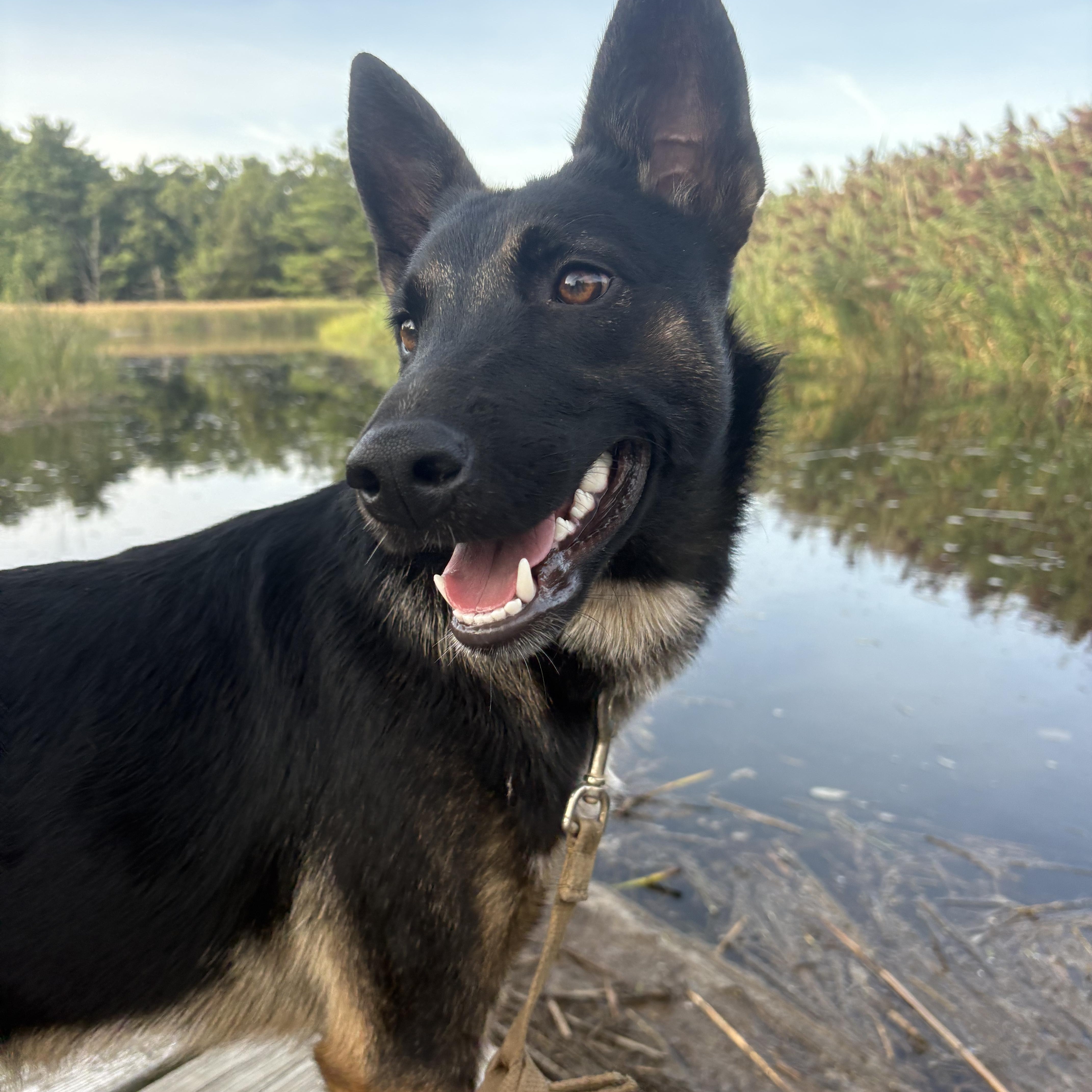 A young medium-sized female German Shepherd Dog dog named Kona for adoption in Duxbury, MA